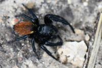 Carrhotus xanthogramma