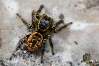 Carrhotus xanthogramma