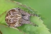 Agalenatea redii