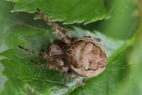 Larinioides