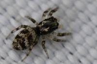 Salticus scenicus