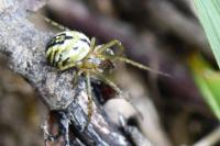 Mangora acalypha
