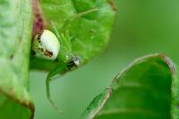 Ebrechtella tricuspidata