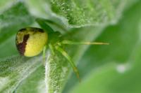 Ebrechtella tricuspidata