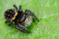 Carrhotus xanthogramma