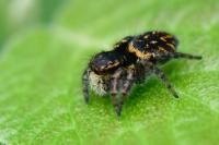 Carrhotus xanthogramma