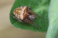 Gibbaranea bituberculata