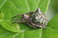 Gibbaranea gibbosa