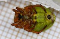 Araniella cucurbitina
