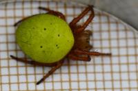 Araniella cucurbitina