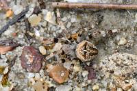 Araneus angulatus