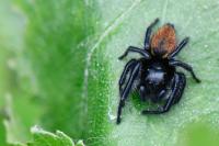 Carrhotus xanthogramma