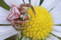 Thomisus onustus