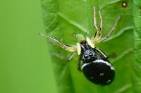 Heliophanus cupreus
