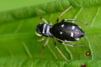 Heliophanus cupreus