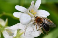 Misumena vatia