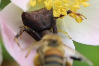 Pistius truncatus