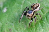 Evarcha falcata