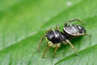 Heliophanus cupreus