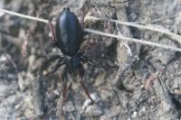 Trachyzelotes pedestris