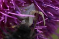 Thomisus onustus