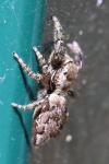 Marpissa muscosa