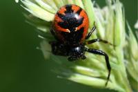 Synema globosum