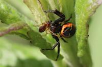 Synema globosum
