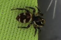 Salticus scenicus