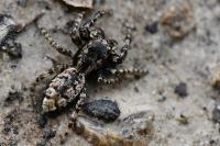 Marpissa muscosa