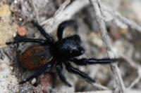 Carrhotus xanthogramma