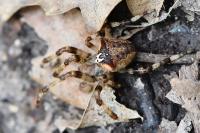 Araneus angulatus