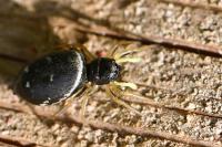 Heliophanus cupreus
