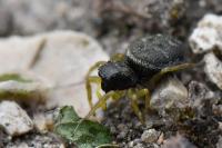 Heliophanus flavipes