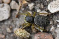 Heliophanus flavipes