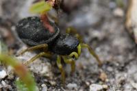 Heliophanus flavipes