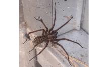 Eratigena