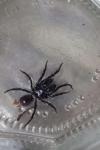Atypus