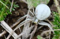 Misumena vatia