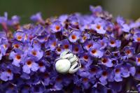 Misumena vatia