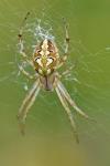 Neoscona adianta