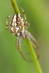 Neoscona adianta