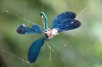 Larinioides cornutus