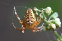 Araneus diadematus