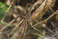 Agelena labyrinthica