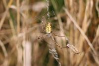 Argiope bruennichi