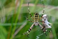 Argiope bruennichi