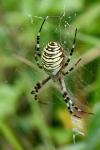 Argiope bruennichi
