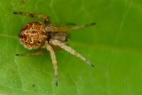 Agalenatea redii
