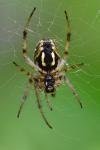 Neoscona adianta